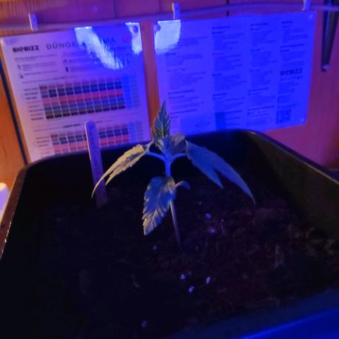 Sweet Cheese Auto #1 growlog timeline photo