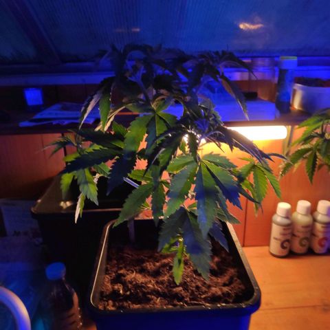 Queen #2 (Skunk) growlog timeline photo