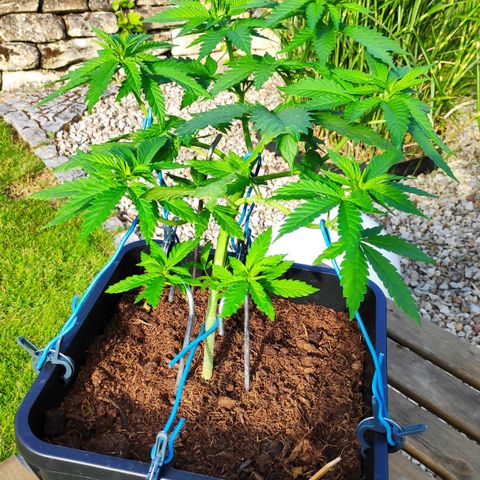 Queen #1 (Skunk) growlog timeline photo