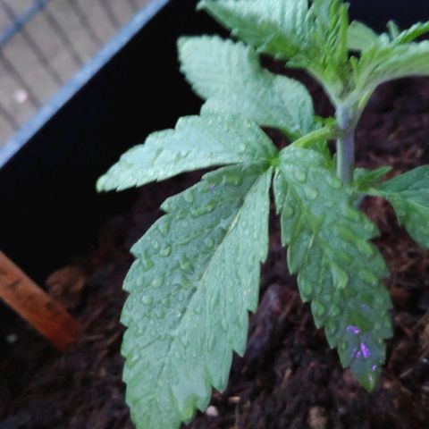 Sweet Cheese Auto #1 growlog timeline photo