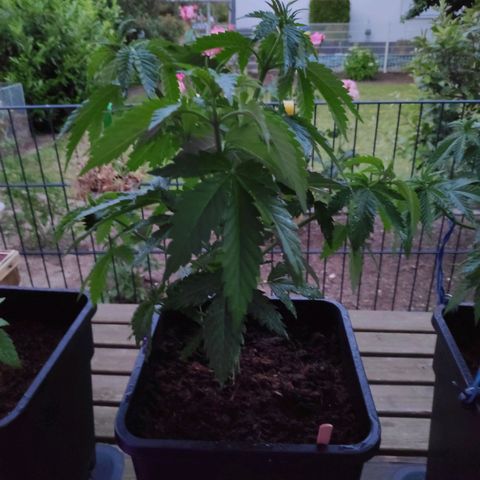 Queen #2 (Skunk) growlog timeline photo