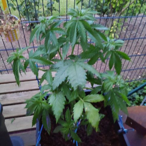 Queen #1 (Skunk) growlog timeline photo