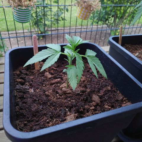 Sweet Cheese Auto #1 growlog timeline photo