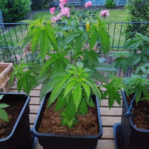 Queen #2 (Skunk) growlog timeline photo