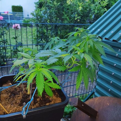 Queen #1 (Skunk) growlog timeline photo