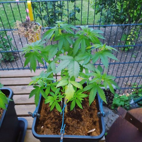 Queen #1 (Skunk) growlog timeline photo