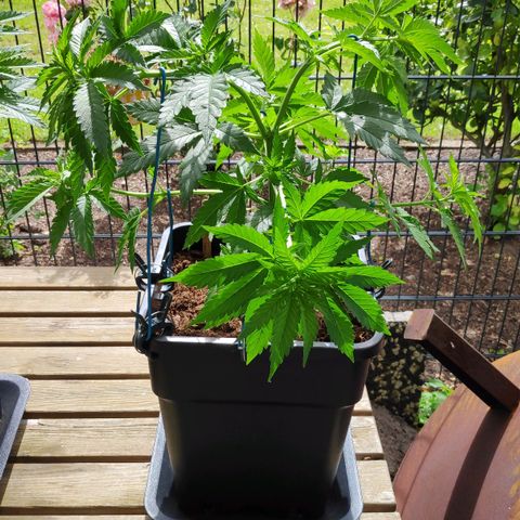 Queen #2 (Skunk) growlog timeline photo