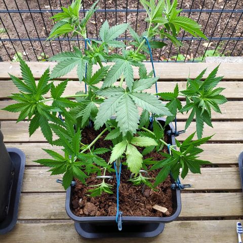 Queen #1 (Skunk) growlog timeline photo