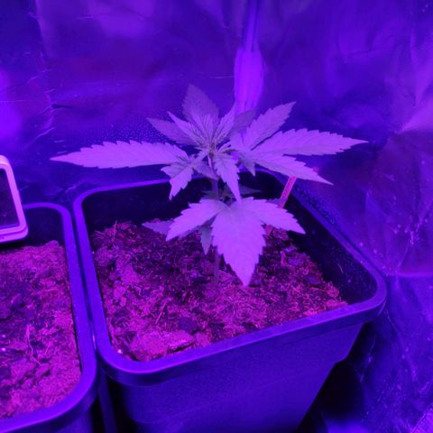 Sweet Cheese Auto #1 growlog timeline photo