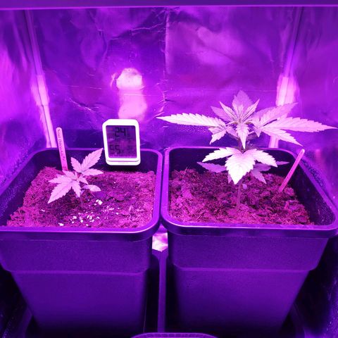 Sweet Cheese Auto #1 growlog timeline photo