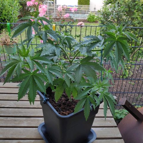 Queen #2 (Skunk) growlog timeline photo