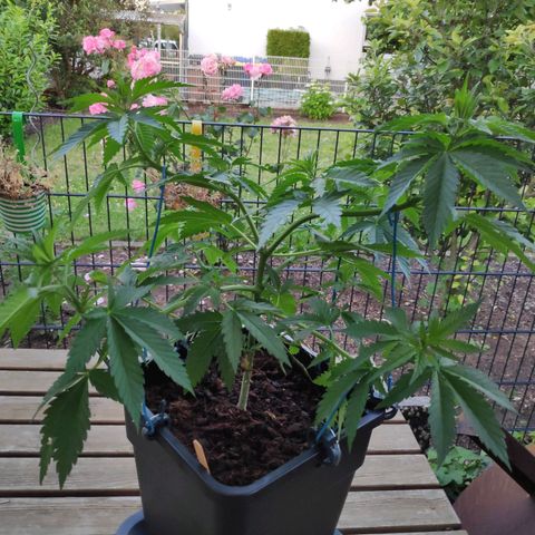 Queen #2 (Skunk) growlog timeline photo