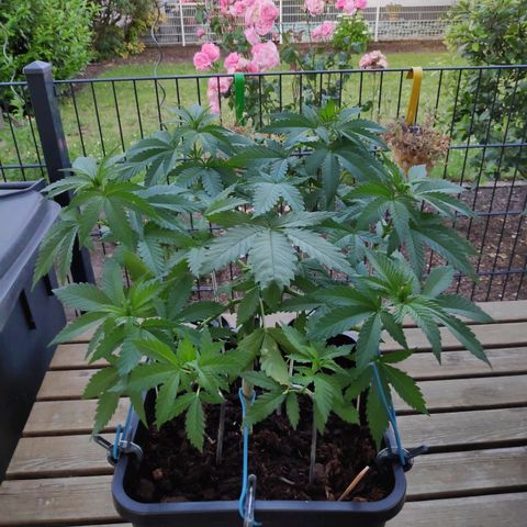 Queen #1 (Skunk) growlog timeline photo