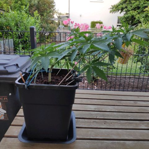 Queen #1 (Skunk) growlog timeline photo