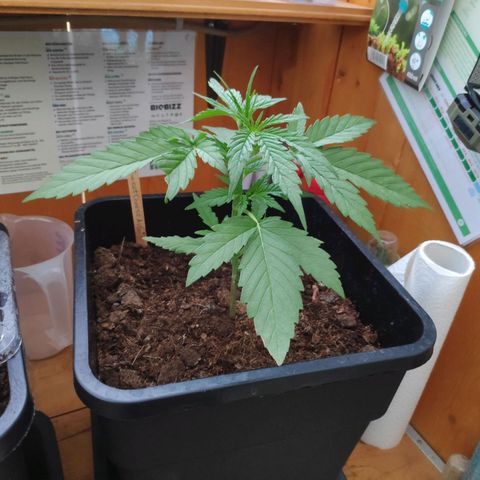 Sweet Cheese Auto #1 growlog timeline photo