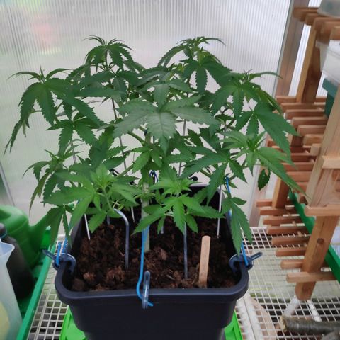 Queen #1 (Skunk) growlog timeline photo