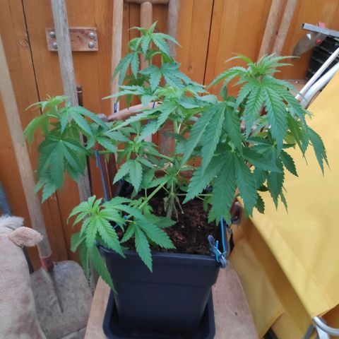 Queen #2 (Skunk) growlog timeline photo