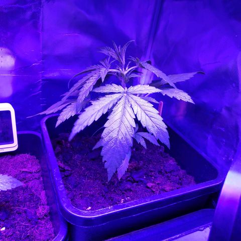 Sweet Cheese Auto #1 growlog timeline photo