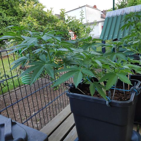 Queen #1 (Skunk) growlog timeline photo