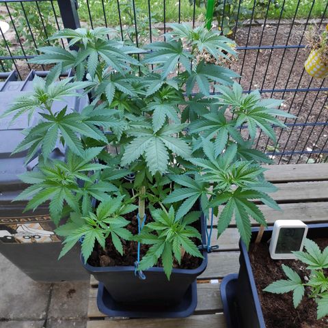 Queen #1 (Skunk) growlog timeline photo