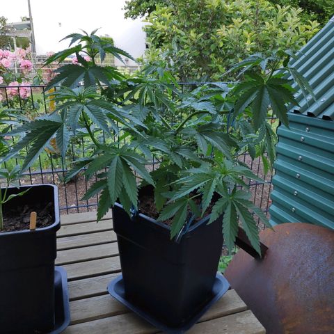 Queen #2 (Skunk) growlog timeline photo