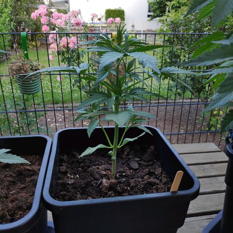 Sweet Cheese Auto #1 growlog timeline photo