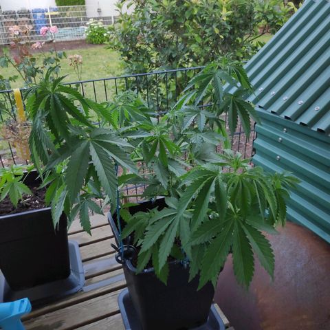 Queen #2 (Skunk) growlog timeline photo
