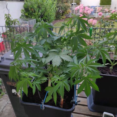 Queen #1 (Skunk) growlog timeline photo