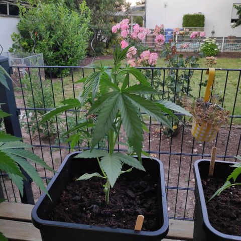 Sweet Cheese Auto #1 growlog timeline photo