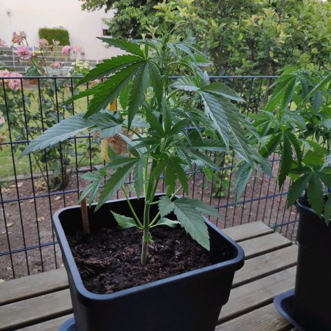 Sweet Cheese Auto #1 growlog timeline photo
