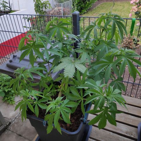 Queen #1 (Skunk) growlog timeline photo