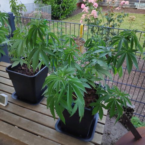 Queen #2 (Skunk) growlog timeline photo