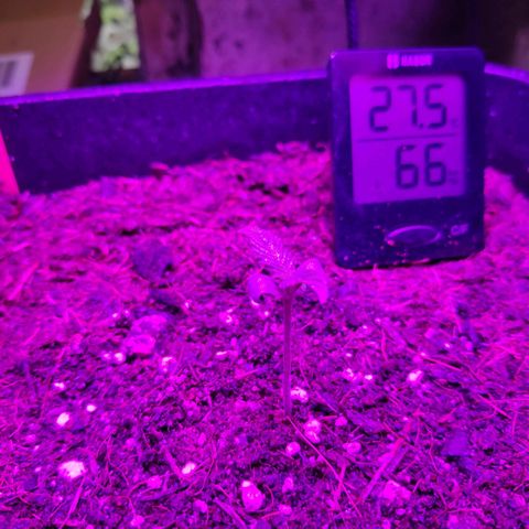 Cream Mandarine XL Auto #3 growlog timeline photo