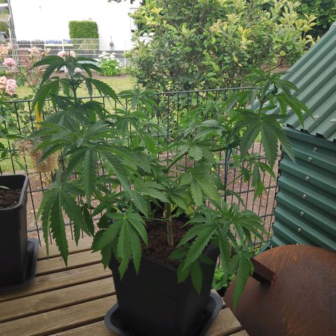Queen #2 (Skunk) growlog timeline photo