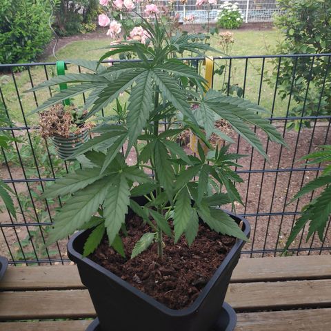 Sweet Cheese Auto #1 growlog timeline photo