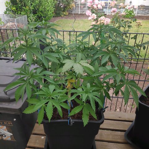 Queen #1 (Skunk) growlog timeline photo
