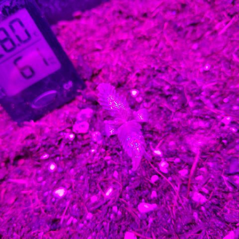Cream Mandarine XL Auto #3 growlog timeline photo