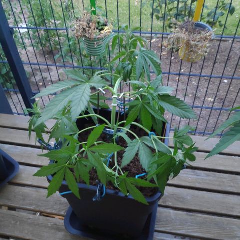 Sweet Cheese Auto #1 growlog timeline photo