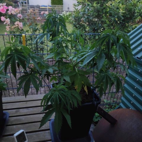 Queen #2 (Skunk) growlog timeline photo