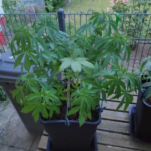 Queen #1 (Skunk) growlog timeline photo