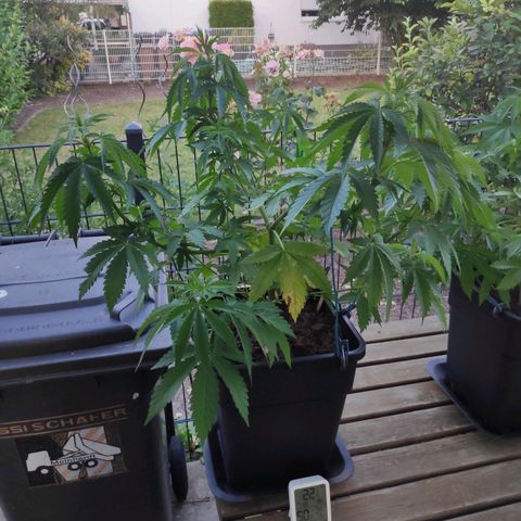 Queen #2 (Skunk) growlog timeline photo