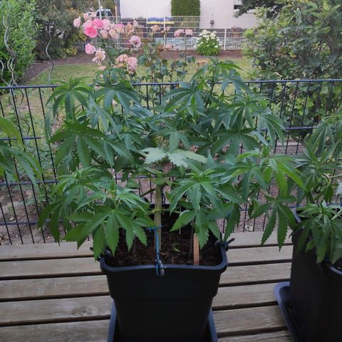 Queen #1 (Skunk) growlog timeline photo