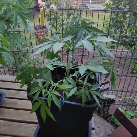 Sweet Cheese Auto #1 growlog timeline photo