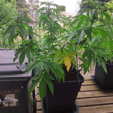Queen #2 (Skunk) growlog timeline photo