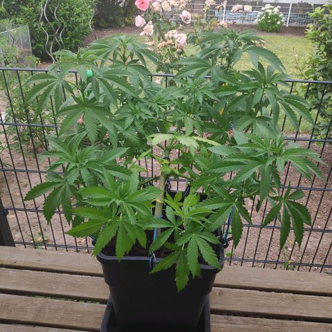 Queen #1 (Skunk) growlog timeline photo