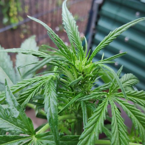 Sweet Cheese Auto #1 growlog timeline photo