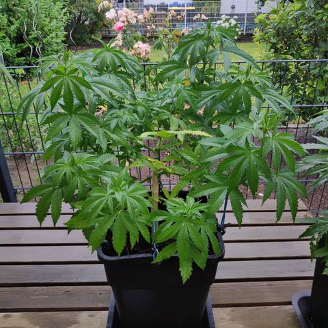 Queen #1 (Skunk) growlog timeline photo