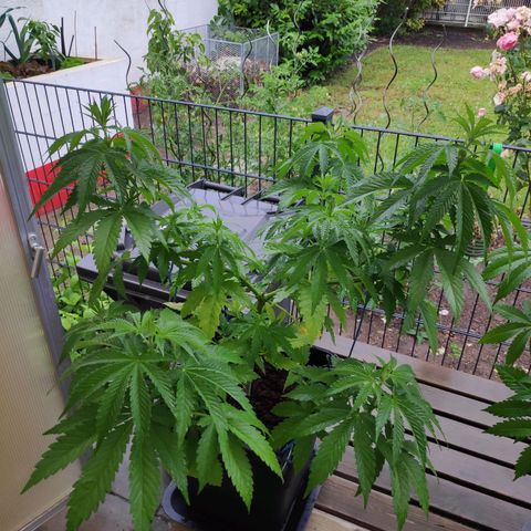 Queen #1 (Skunk) growlog timeline photo