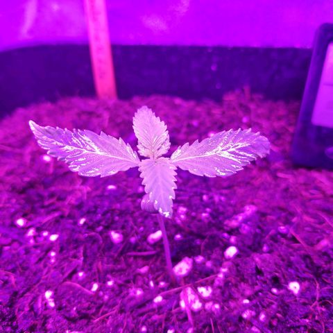 Cream Mandarine XL Auto #3 growlog timeline photo