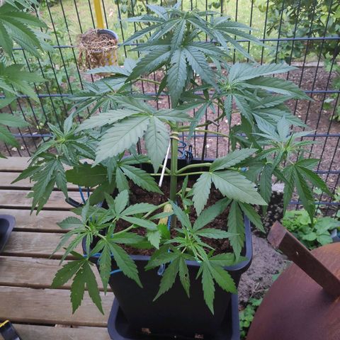 Sweet Cheese Auto #1 growlog timeline photo